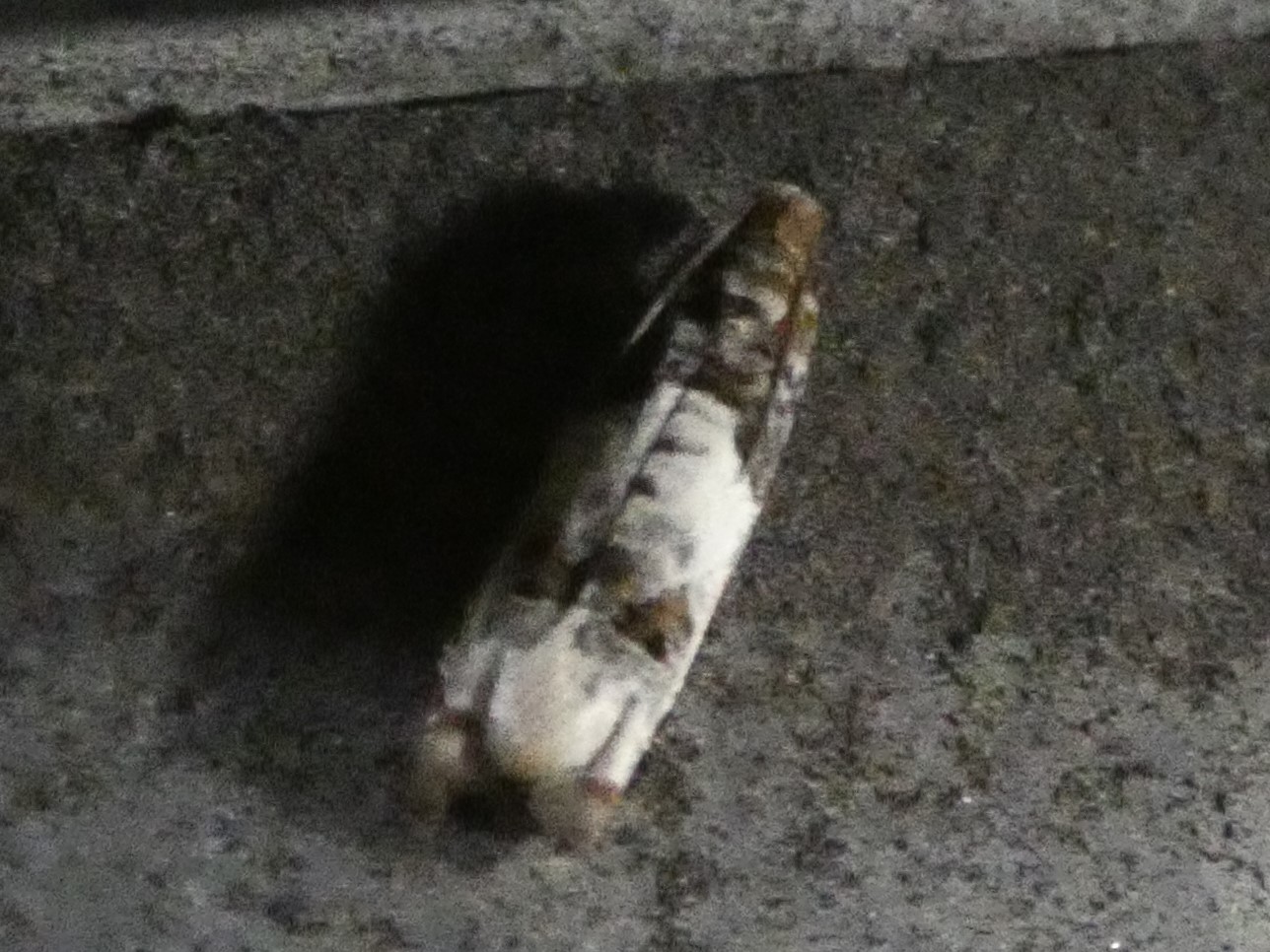 photo_1